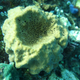 A modern demosponge species, which makes the same 26-mes steroids that the researchers found in ancient rocks.